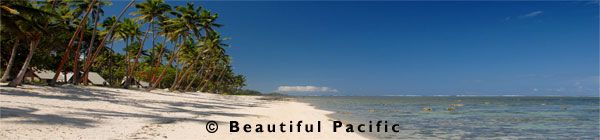 coral coast beach and palm trees