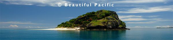 dolphin watching in fiji islands