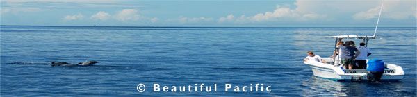 snorkelling tour in fiji